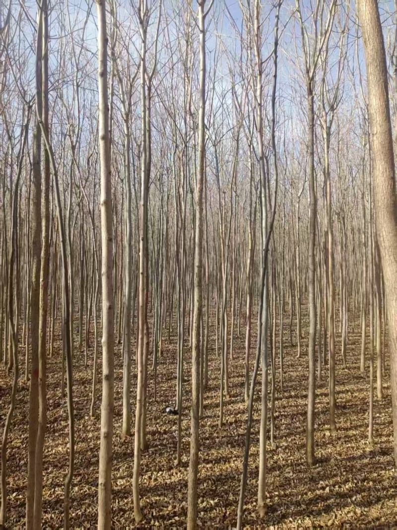 白蜡苗