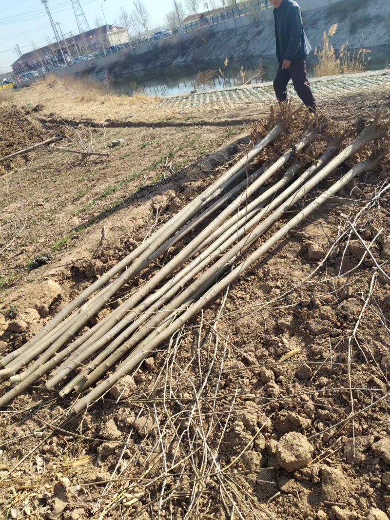 白蜡苗