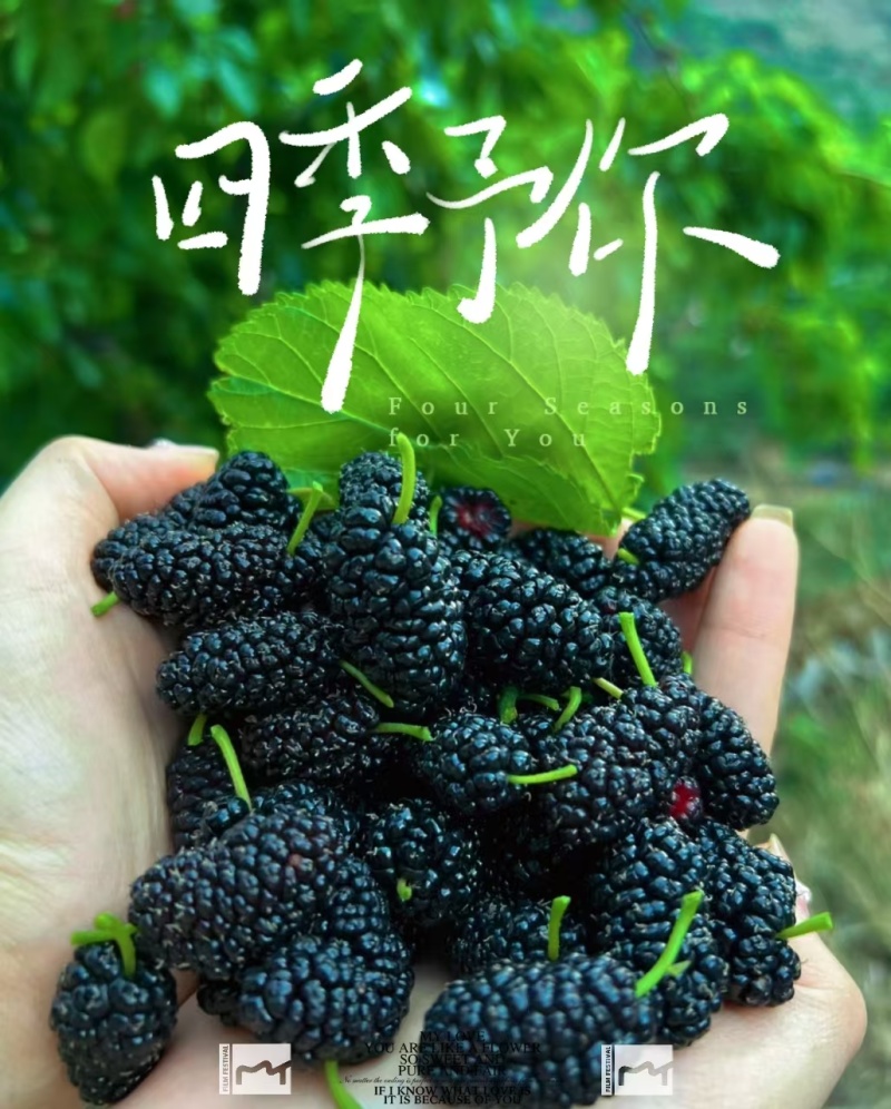 大凉山农产品应季水果桑椹