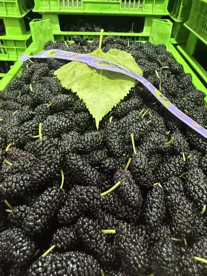 大凉山农产品应季水果桑椹