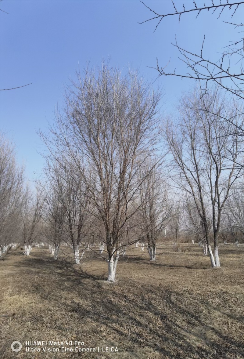 丛生榆树品质保证服务周到产地直发价格美丽