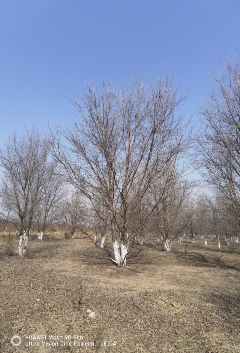 丛生榆树品质保证服务周到产地直发价格美丽