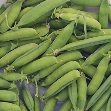 碗豆角
