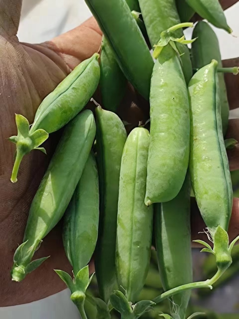 碗豆角