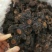 九蒸九晒野生黄精62一斤50斤起批顺丰包邮