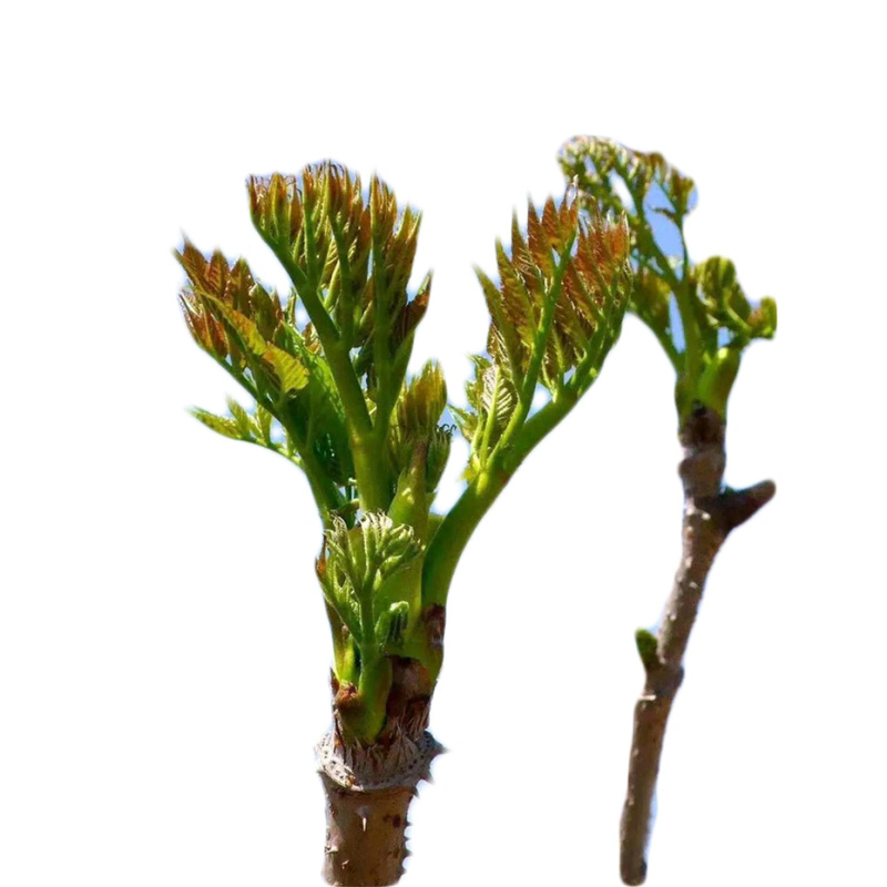 刺嫩芽，刺老芽2026年小批量出货，物以稀为贵