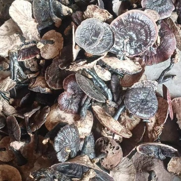 野生灵芝，品质保证，产地直发，价格优惠，诚信经营