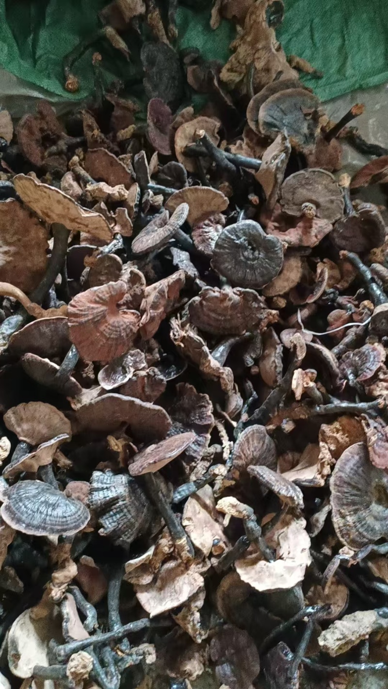 野生灵芝，品质保证，产地直发，价格优惠，诚信经营