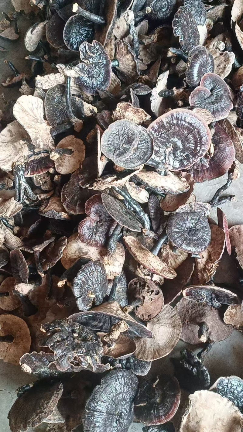 野生灵芝，品质保证，产地直发，价格优惠，诚信经营