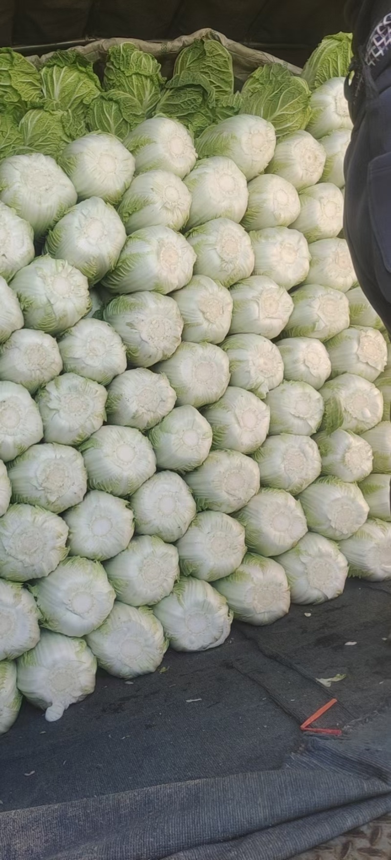 黄心大白菜大量上市，电商，市场。需要的老板联系