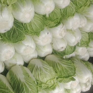 黄心大白菜大量上市，电商，市场。需要的老板联系