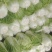 黄心大白菜大量上市，电商，市场。需要的老板联系