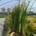 金叶石菖蒲地栽苗，苗圃大量供应，欢迎来一亩田订购。