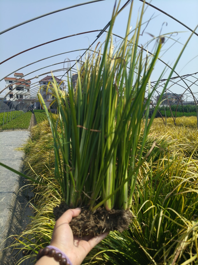 金叶石菖蒲地栽苗，苗圃大量供应，欢迎来一亩田订购。