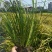金叶石菖蒲地栽苗，苗圃大量供应，欢迎来一亩田订购。