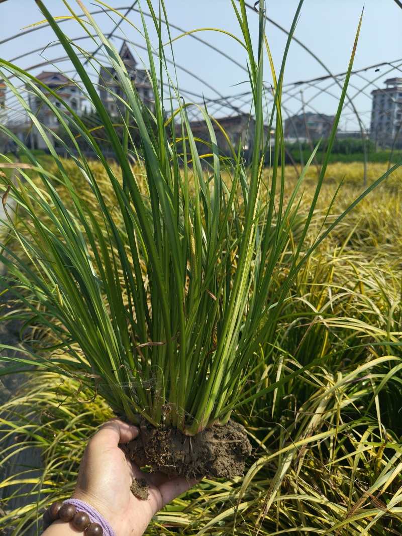 金叶石菖蒲地栽苗，苗圃大量供应，欢迎来一亩田订购。