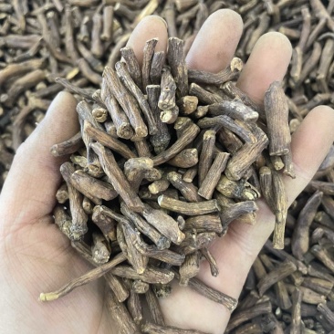云南蒲公英大货批发大中小3个规格