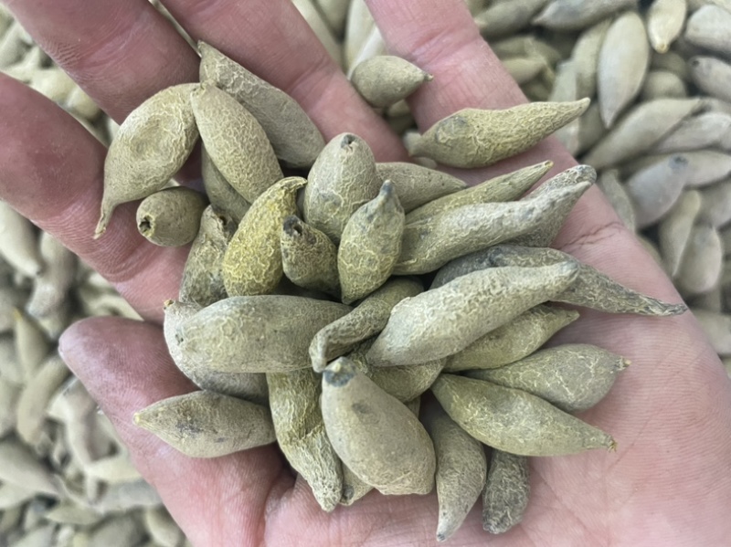金丝郁金大货批发一手货源