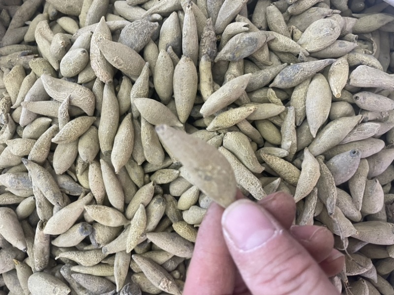 金丝郁金大货批发一手货源