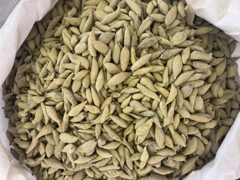 金丝郁金大货批发一手货源