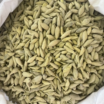 金丝郁金大货批发一手货源