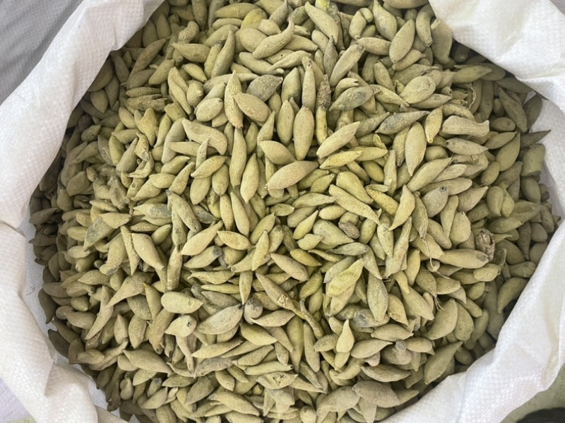 金丝郁金大货批发一手货源