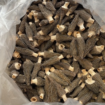 5到9羊肚菌大货批发一手货源