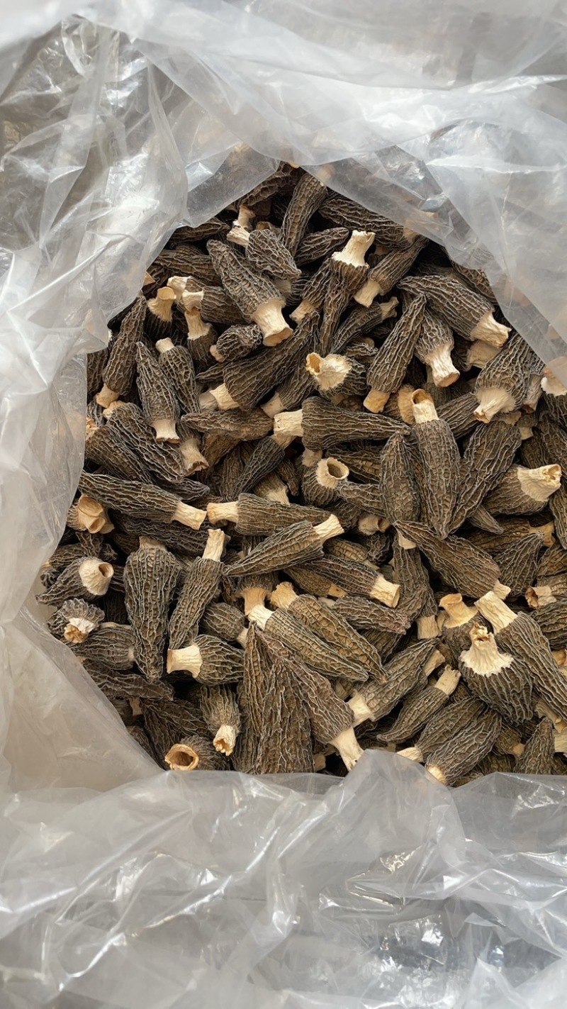 5到9羊肚菌大货批发一手货源