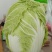 黄心大白菜大量上市，养殖场白菜，市场，加工厂大量