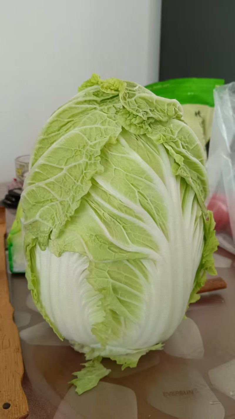 黄心大白菜大量上市，养殖场白菜，市场，加工厂大量