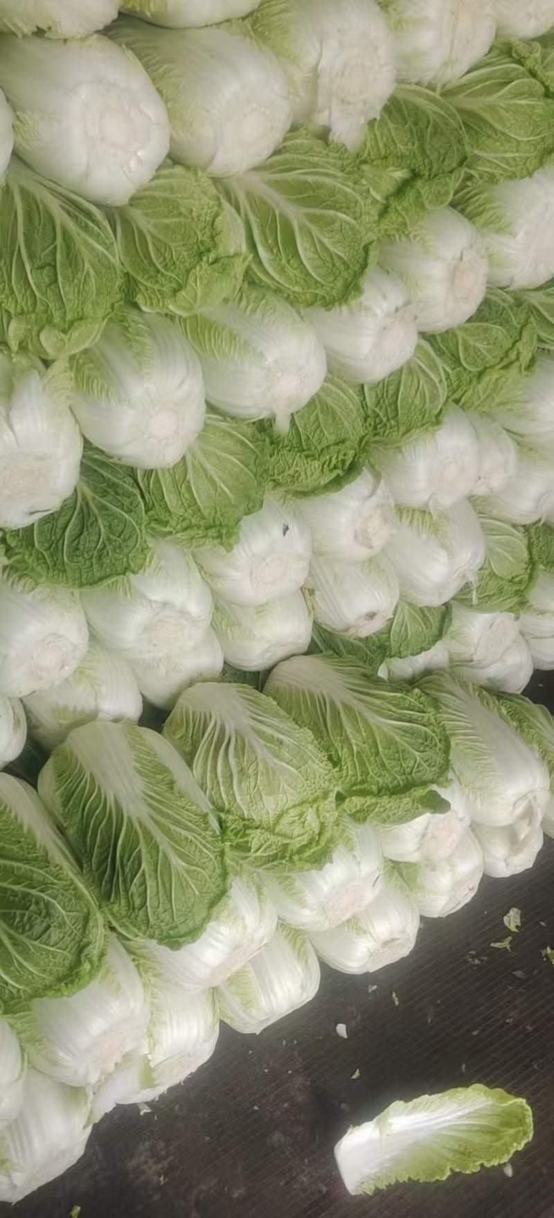 黄心大白菜大量上市，养殖场白菜，市场，加工厂大量