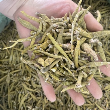 虎牙石斛大货批发1斤起