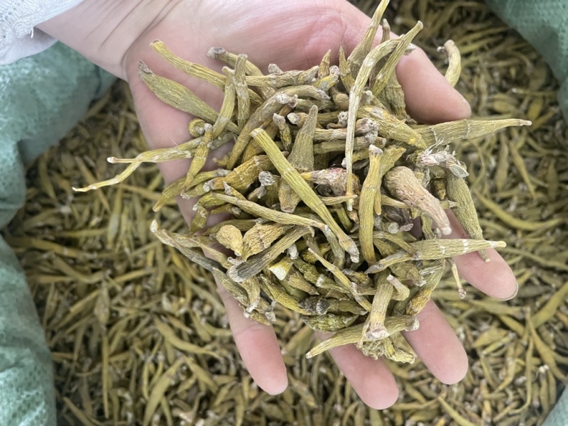 虎牙石斛大货批发1斤起