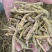 虎牙石斛大货批发1斤起