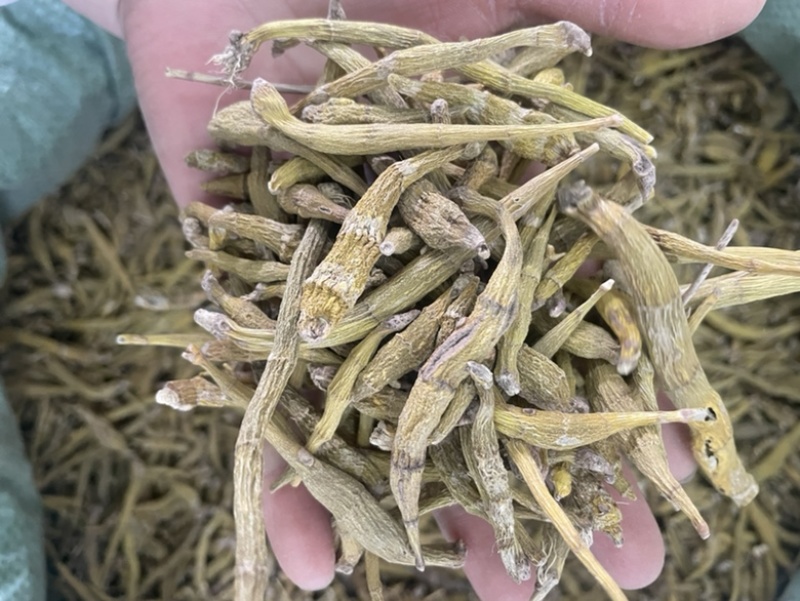 虎牙石斛大货批发1斤起