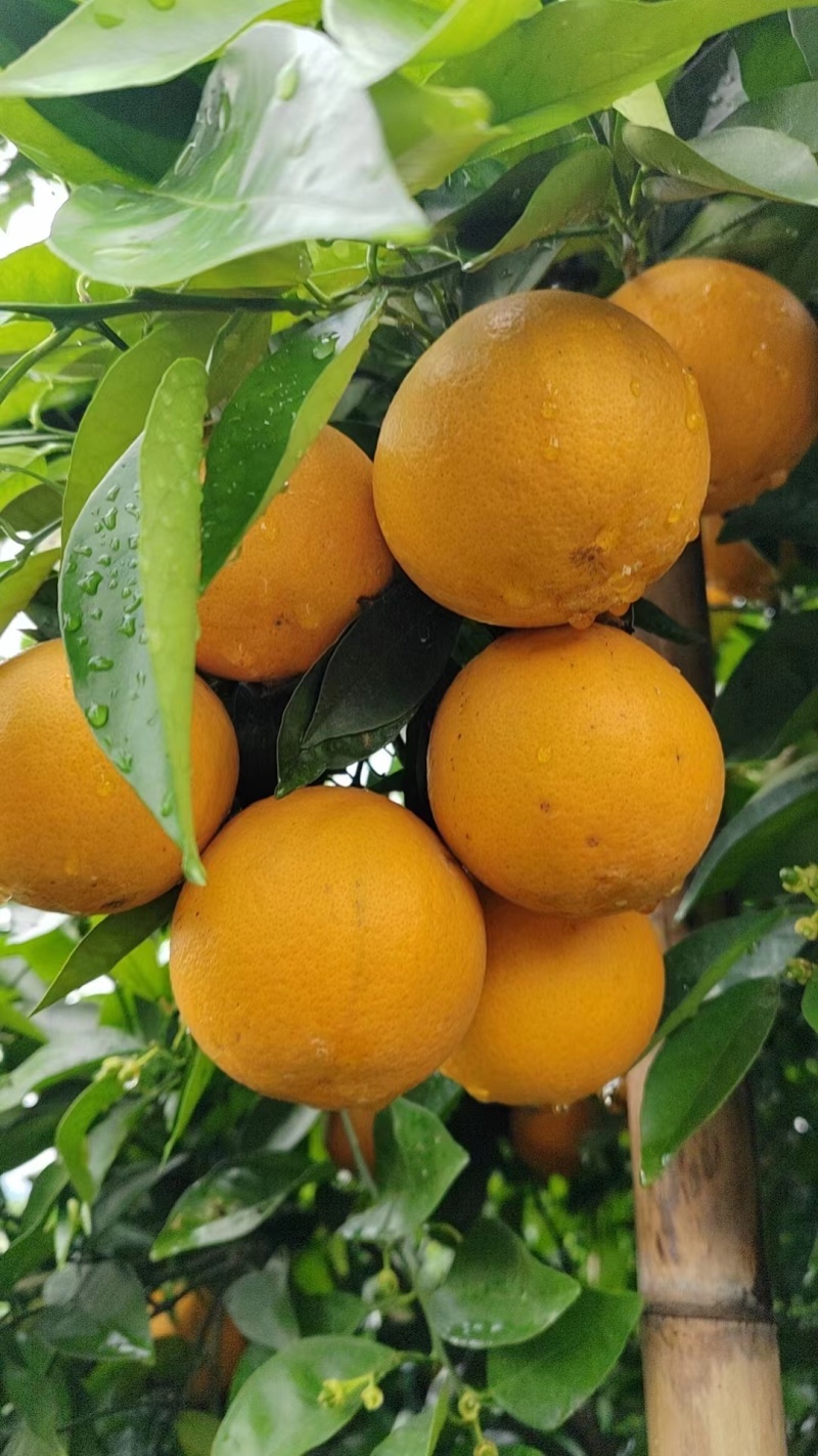 花果同树夏橙诚信合作货源充足量大从优大量接单