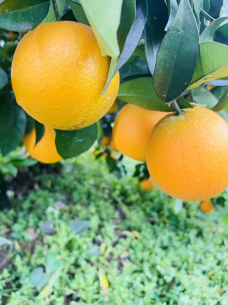 花果同树夏橙诚信合作货源充足量大从优大量接单
