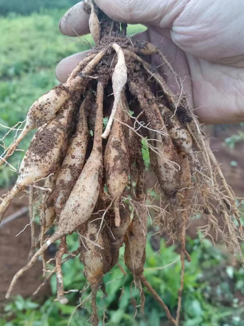 大量供应红花百部种苗/百部苗/量大有优惠/基地直发