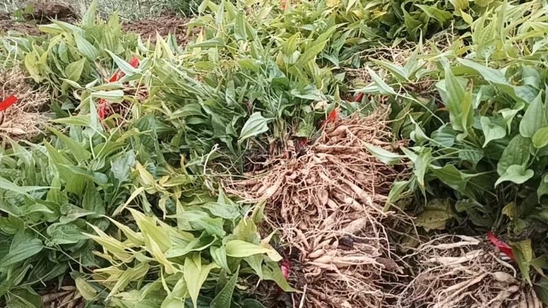 大量供应红花百部种苗/百部苗/量大有优惠/基地直发