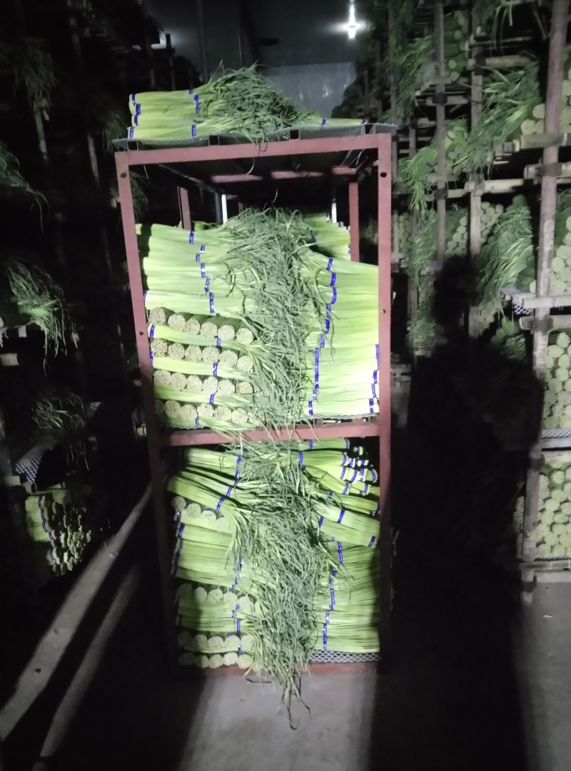 河南蒜薹红帽产地直发一手货源视频看货对接全国商超市场