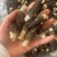 5到8羊肚菌大货批发一手货源