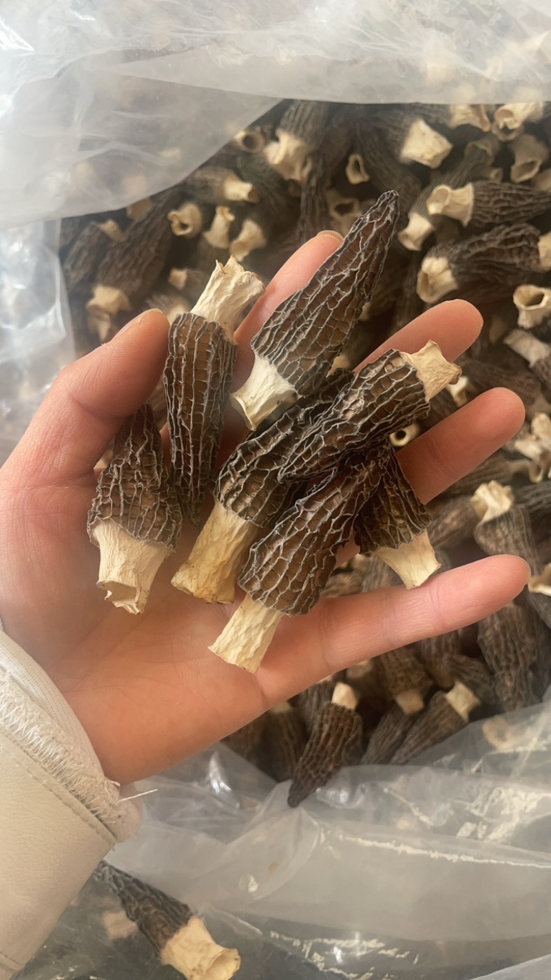 5到8羊肚菌大货批发一手货源
