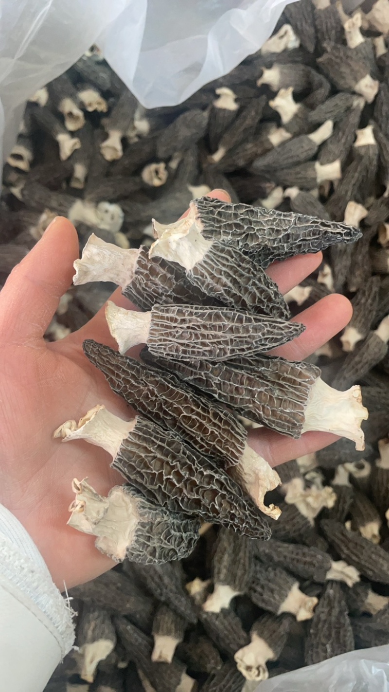 5到8羊肚菌大货批发一手货源