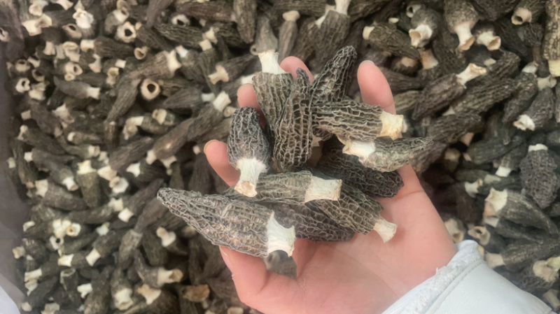 5到8羊肚菌大货批发一手货源