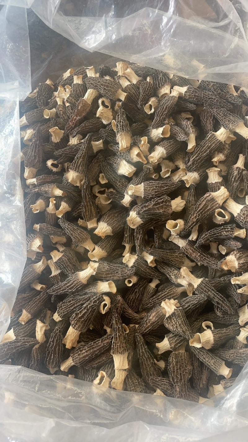 5到8羊肚菌大货批发一手货源