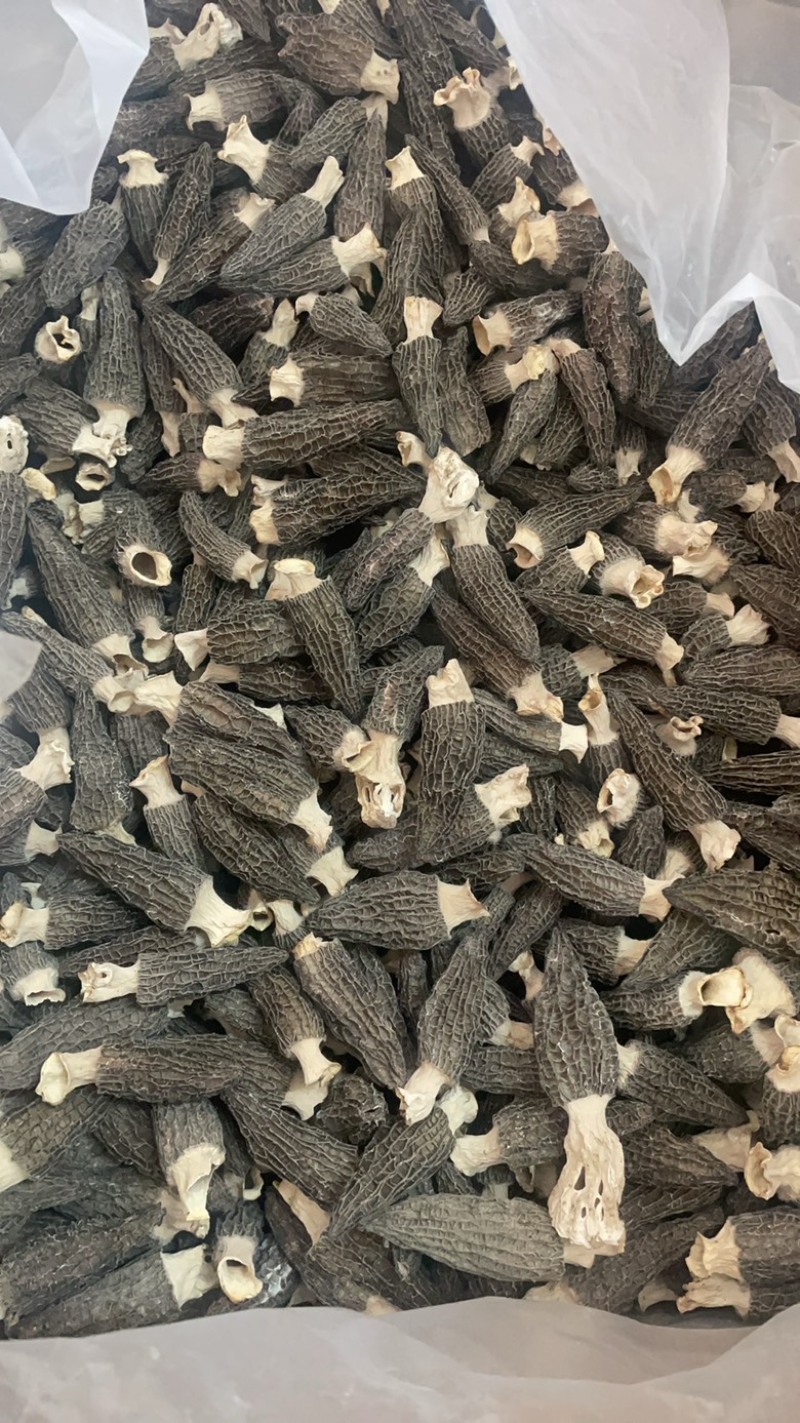 5到8羊肚菌大货批发一手货源