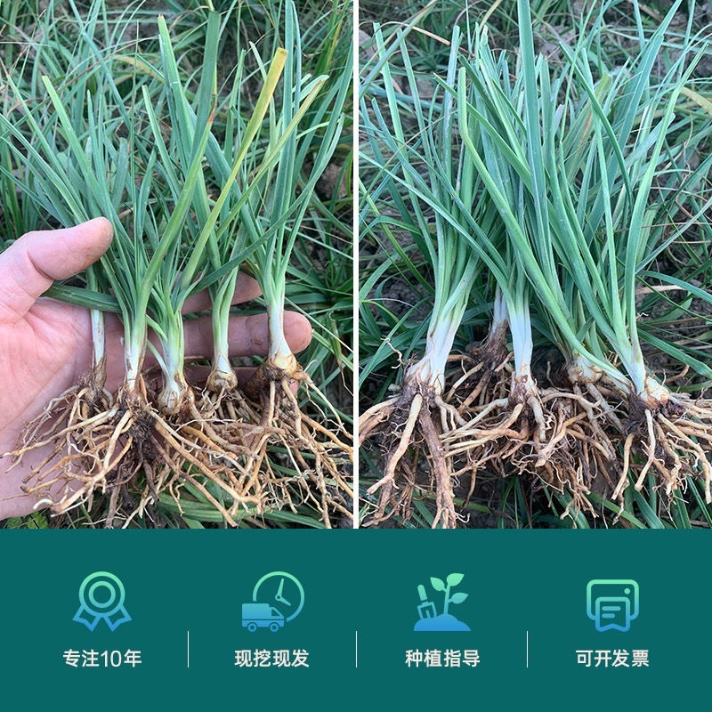 基地一手货源知母苗毛知母苗现挖现发