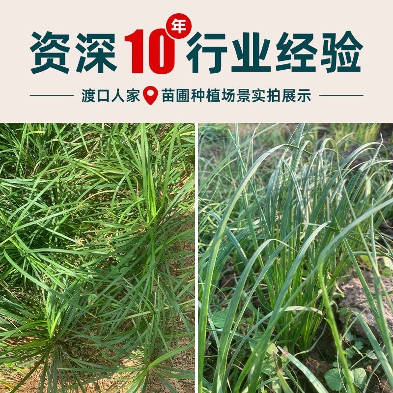 基地一手货源知母苗毛知母苗现挖现发