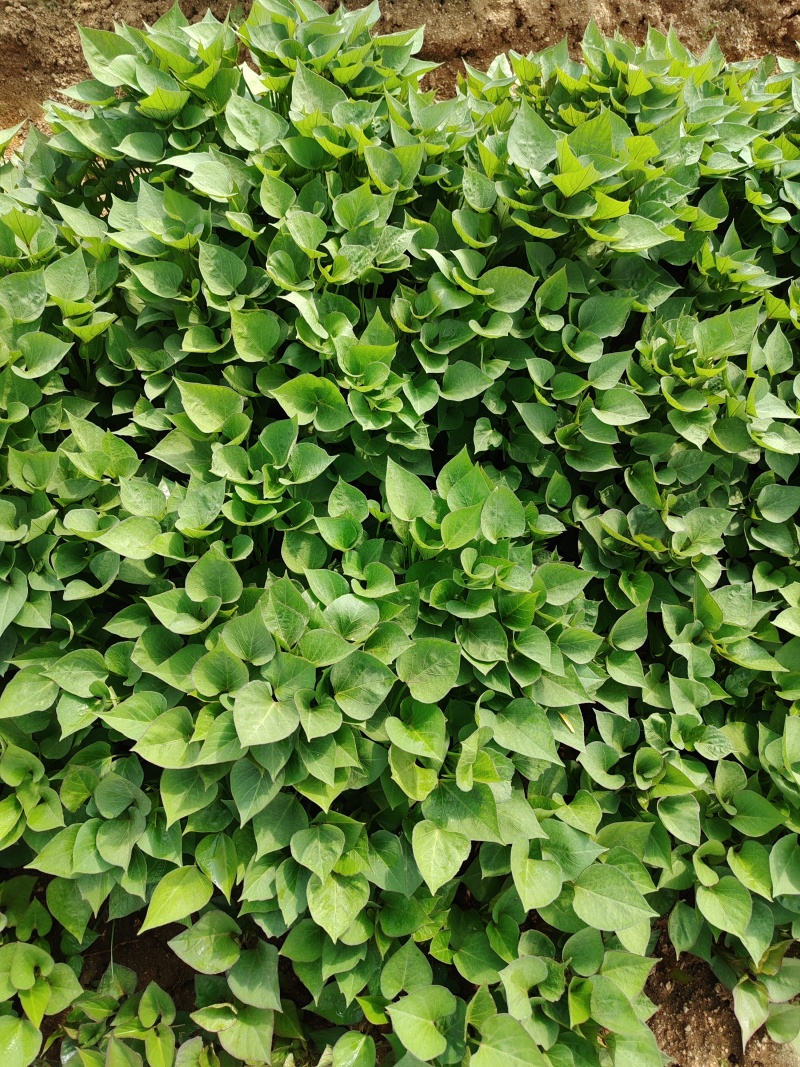 产地直供，山东脱毒板栗薯苗，大田苗，拔苗均有，欢迎选购