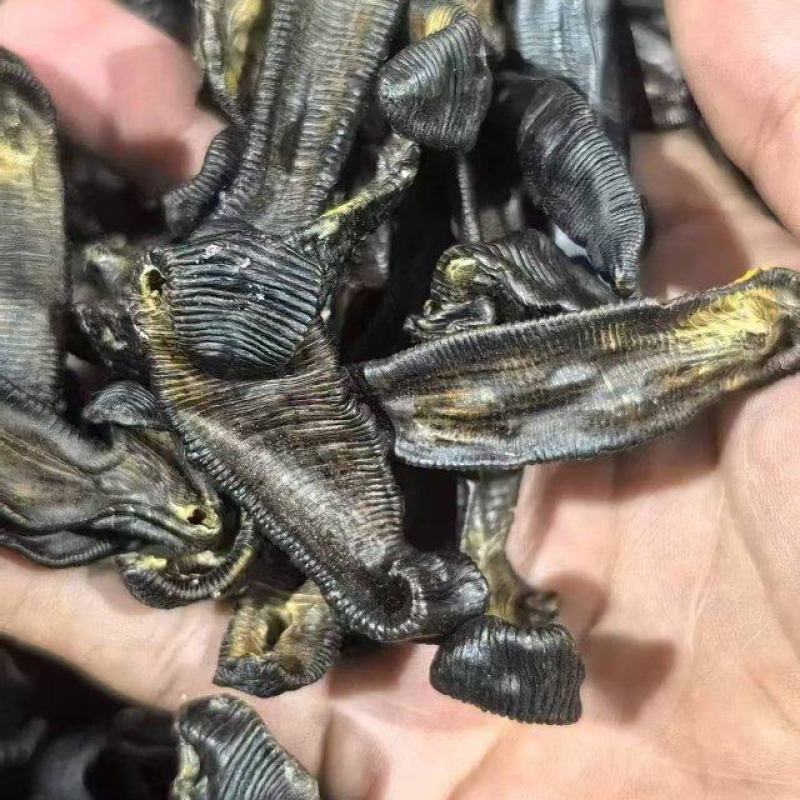 特级优质，天然水蛭吊干